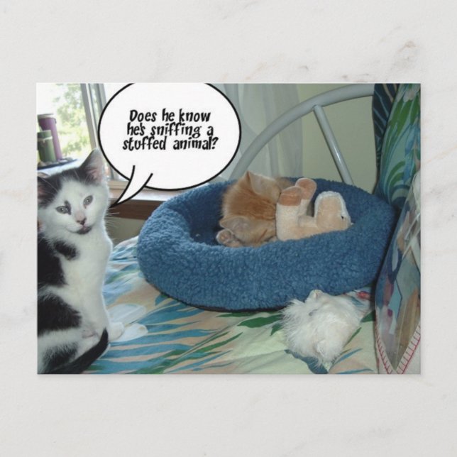 Carte Postale Chat à chat Tabby Orange (Devant)