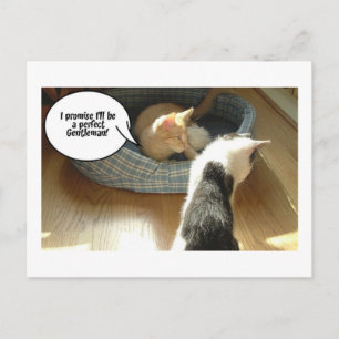 Carte Postale Chat à chat Tabby Orange