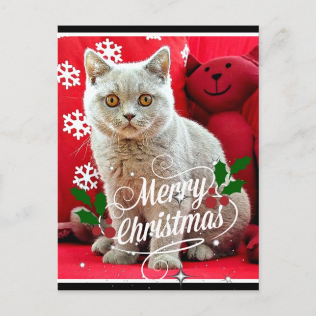 Carte Postale Chat à cheveux court britannique, voeux de Noël (Devant)