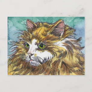 Carte Postale Chat à cheveux longs orange et blanc