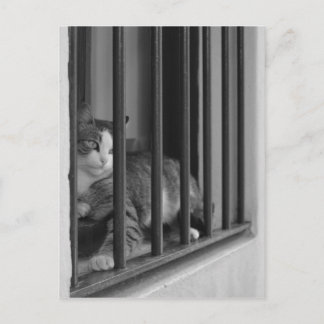 Carte Postale Chat à la fenêtre
