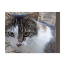 Chat à la fenêtre