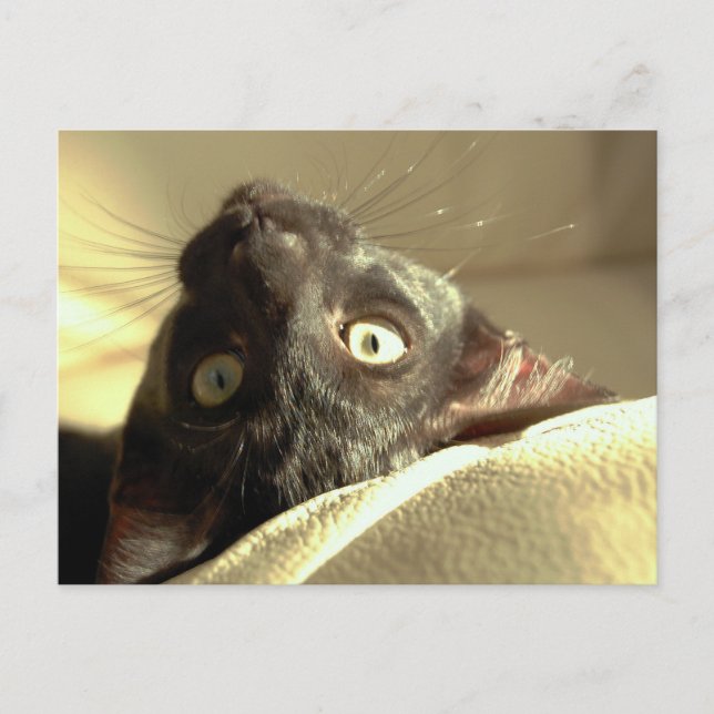 Carte Postale Chat à l'envers ! (Devant)