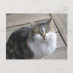 Carte Postale Chat à long rayon