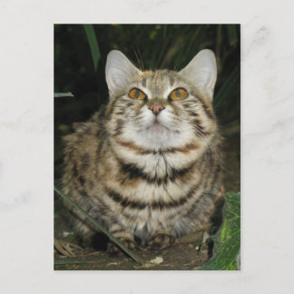 Carte Postale Chat à pattes noires