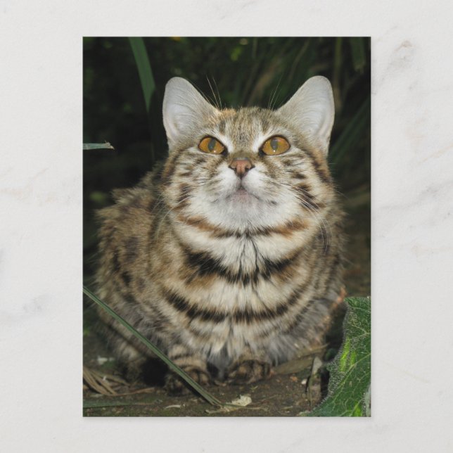 Carte Postale Chat à pattes noires (Devant)