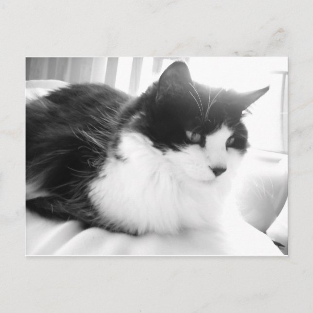 Carte Postale Chat à poils longs noir et blanc (Devant)