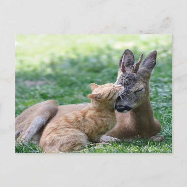 Carte Postale chat adore un cerf (Devant)