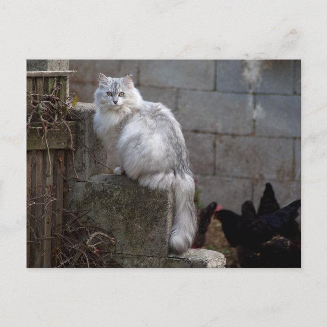 Carte Postale Chat Angora gris-blanc (Devant)