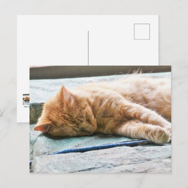 Carte Postale Chat au gingembre Longhé (Devant / Derrière)