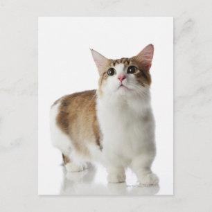 Carte Postale Chat aux pieds courts