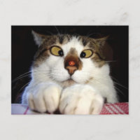 Chat aux yeux croisés et coccinelle