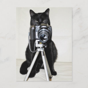 Carte Postale Chat avec caméra