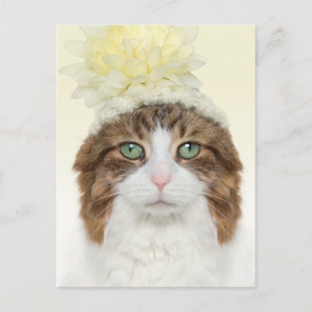 Carte Postale Chat Avec Casquette Fleur (Devant)
