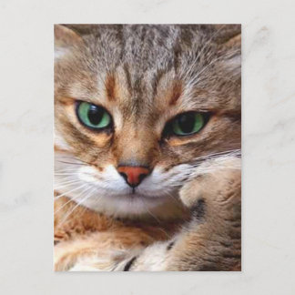 Carte Postale chat avec l'attitude