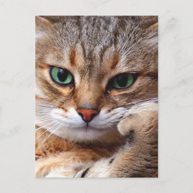 Carte Postale chat avec l'attitude (Devant)