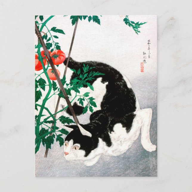 Carte Postale Chat avec Plante de tomate - Hiroaki Takahashi - A (Devant)