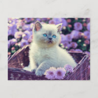 Chat Bébé Bleu Oiseau Chat Dans Panier Fleurs Lila