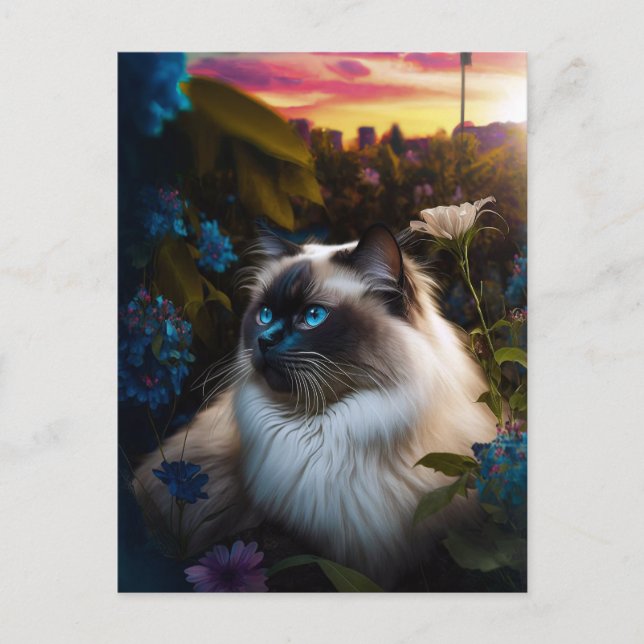 Carte Postale Chat Birman dans le jardin de la ville au Sundown  (Devant)