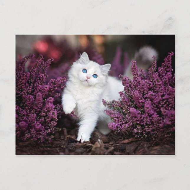 Carte Postale Chat blanc (Devant)