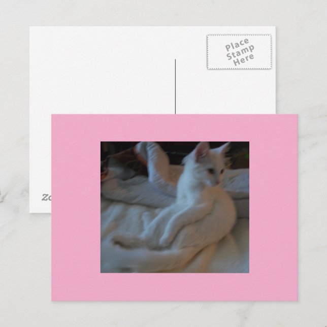 Carte postale Chat blanc (Devant / Derrière)