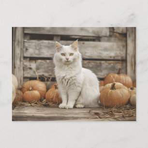 Carte Postale Chat blanc Vintage Citrouilles d'automne