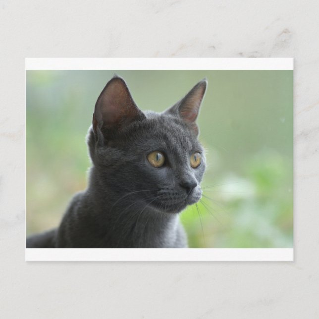 Carte Postale Chat bleu russe (Devant)
