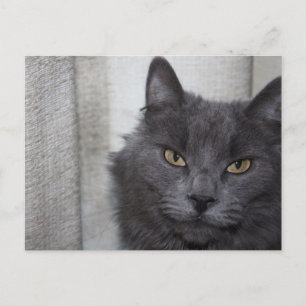 Carte Postale Chat bleu russe à poils longs