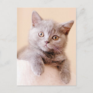 Carte Postale Chat britannique à courte distance