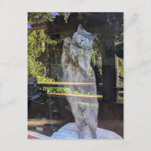 Carte Postale Chat britannique Shorthair Kitty, Fenêtre