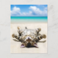Chat bronzage à la plage