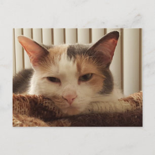 Carte Postale Chat Calico Sleepy