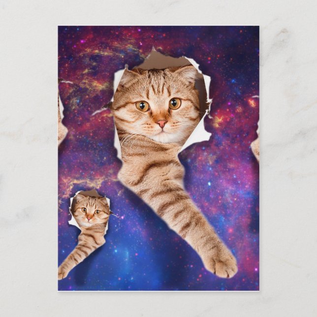 Carte Postale Chat cherchant dans l'espace côté trou déchiré (Devant)