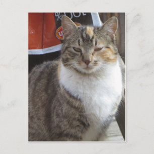 Carte Postale Chat clignotant