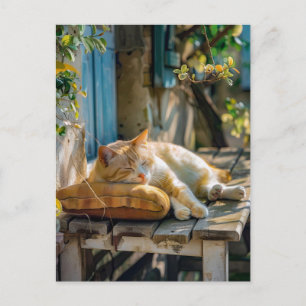 Carte Postale Chat confortable dormant dans le jardin sur un ban
