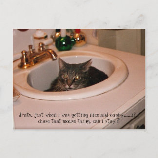 Carte Postale chat cool de l'été