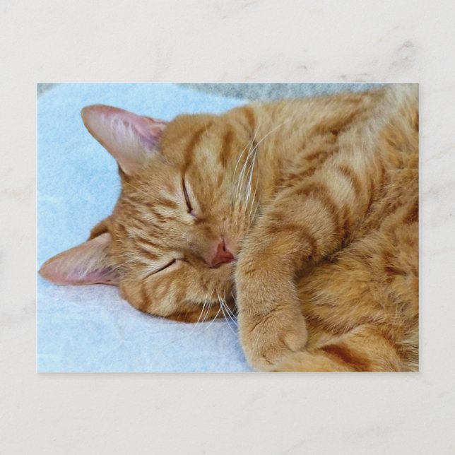 Carte Postale Chat couché (Devant)