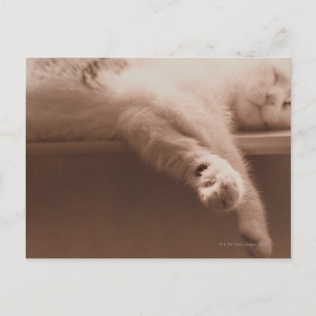 Carte Postale Chat couché (Devant)