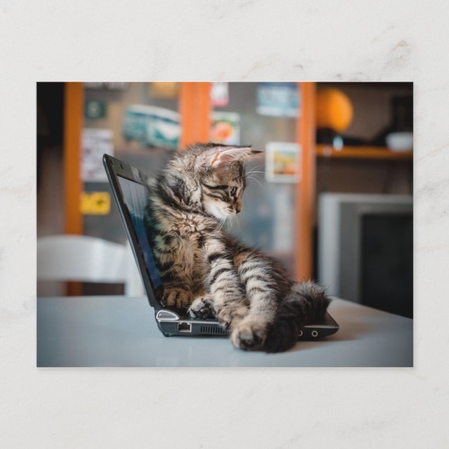 Carte Postale Chat couché sur le Carnet (Devant)