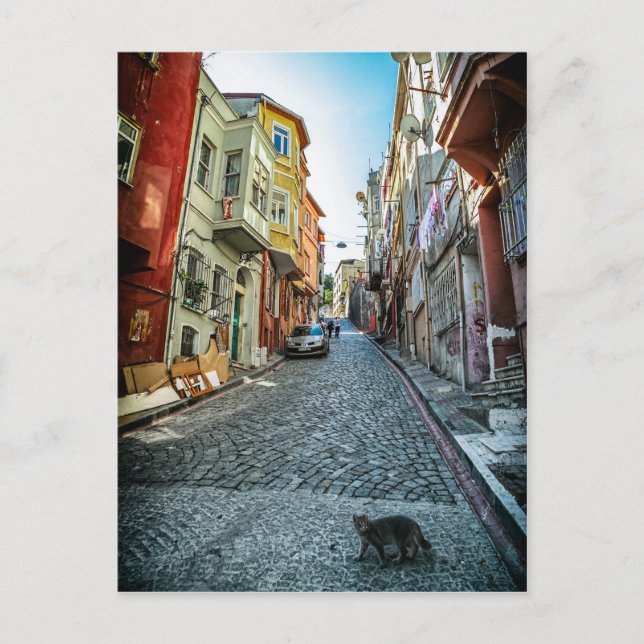 Carte Postale Chat dans la rue d'Istanbul (Devant)