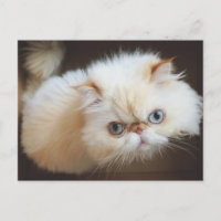 Chat Dans Une Boîte