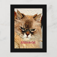 Chat d'attitude