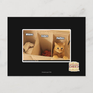 Carte Postale Chat de blanchisserie