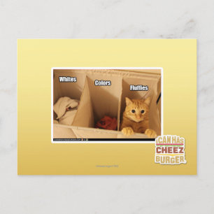 Carte Postale Chat de blanchisserie