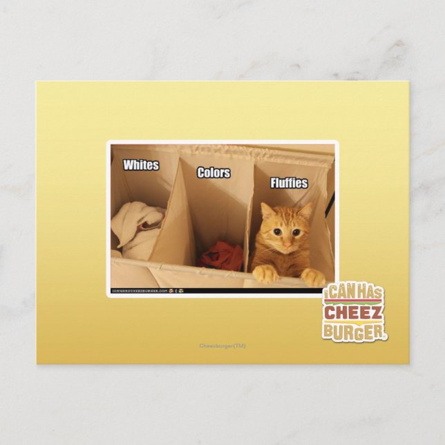 Carte Postale Chat de blanchisserie (Devant)