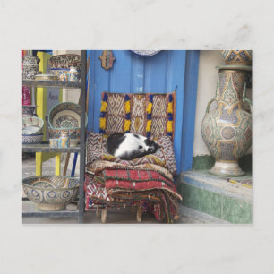 Carte Postale Chat de Marrakech