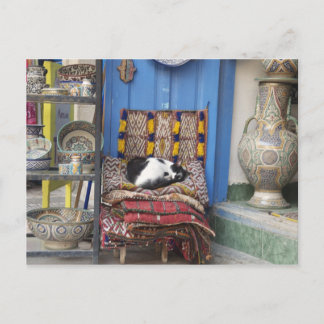 Carte Postale Chat de Marrakech