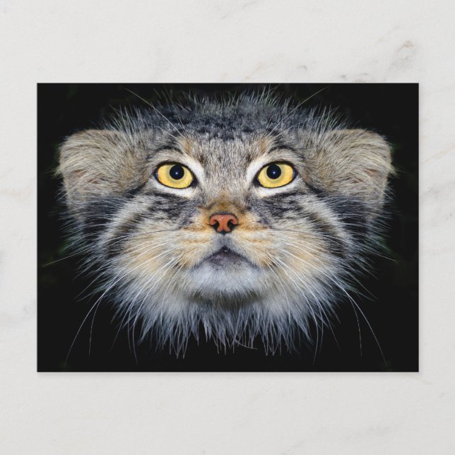 Carte postale - chat de pallas (Devant)