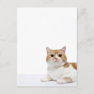 Carte Postale Chat de pliage écossais