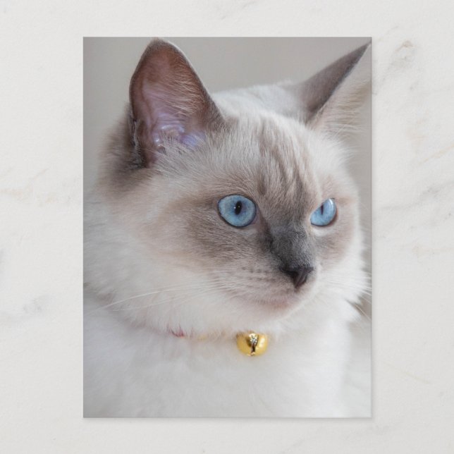 Carte Postale Chat de poupée Rag (Devant)